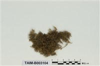 藏品(灰苔科)的圖片